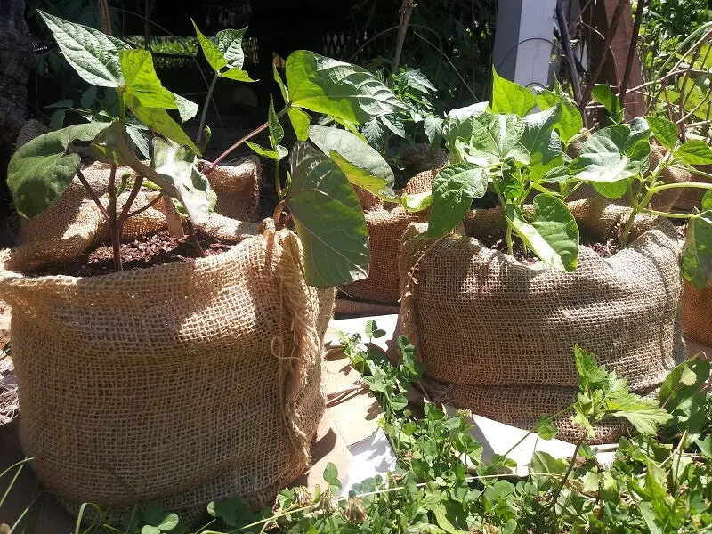 18" X 30" Burlap Potato Sacks (100% Biodegradable) 15