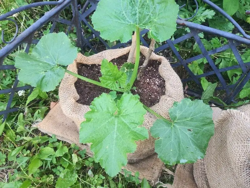 18" X 30" Burlap Potato Sacks (100% Biodegradable) 17