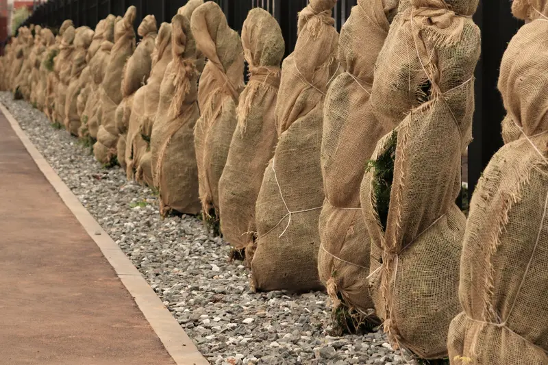 Burlap Fabric Roll - 40" Or 72" Wide - Weddings, Plant Covers, Gardening, Landscaping - Food Grade 17
