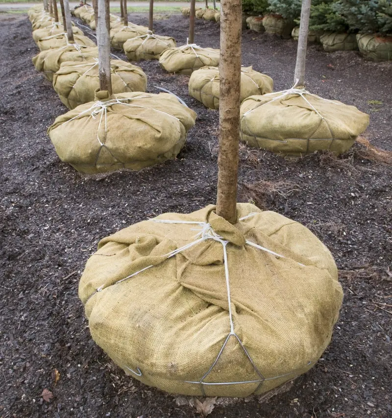 Burlap Squares - 80" X 80" - Landscaping, Gardens, Decor 13