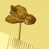 Cheetah Micro Fighter Bt-084 1