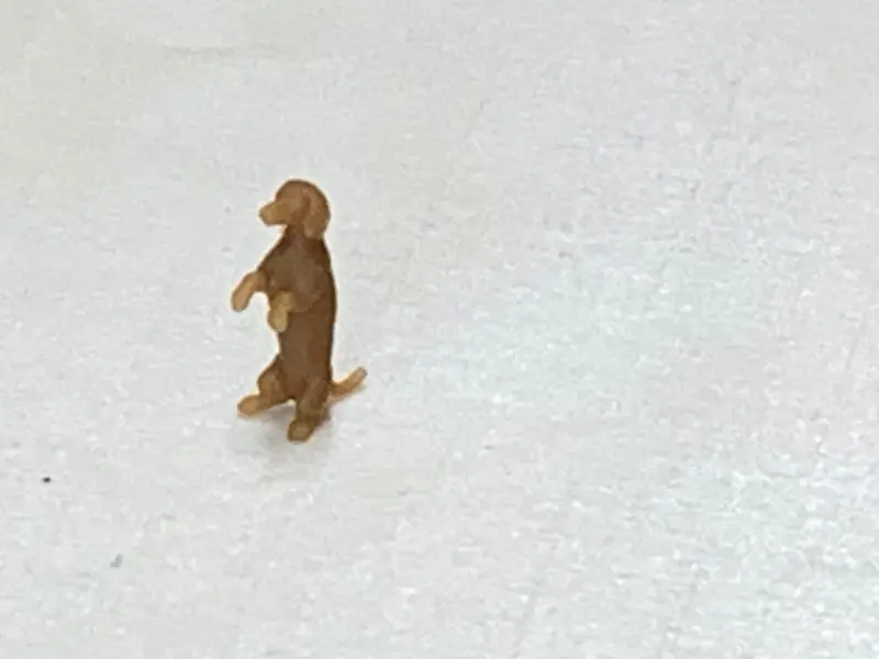 Dachshund Begging 1