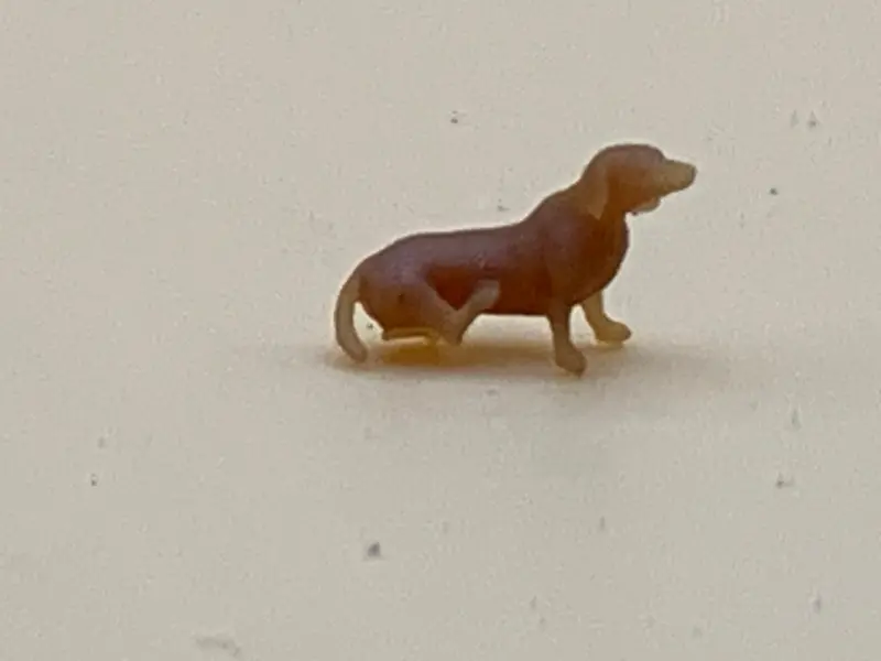 Dachshund Scratching 1