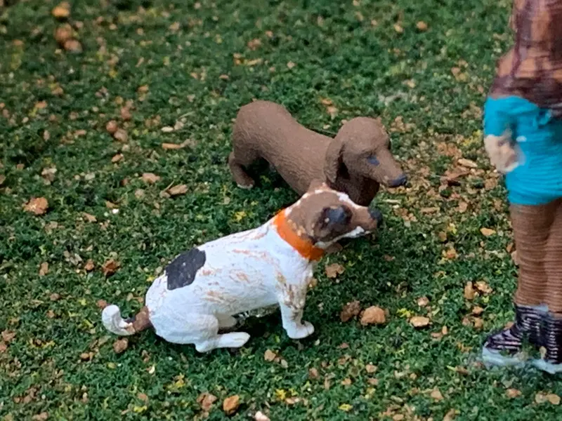 Jack Russell Terrier 1