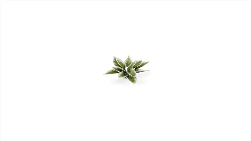Laser Plants: Plantain Lily 2
